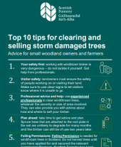 Top 10 tips for clearing and selling storm damaged trees
